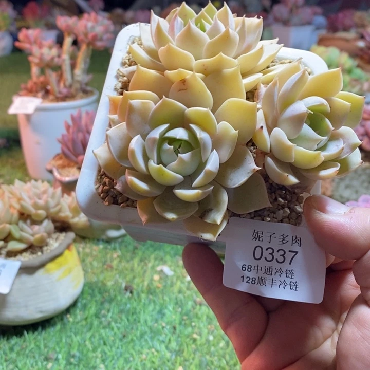 0337啊啊啊啊啊啊啊啊啊啊啊