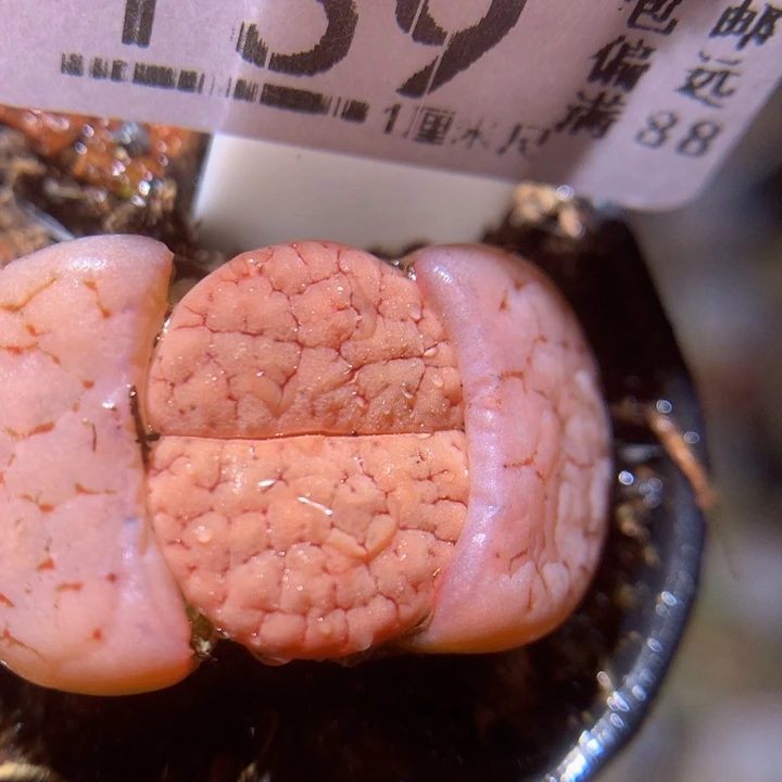 精品生石花217.159