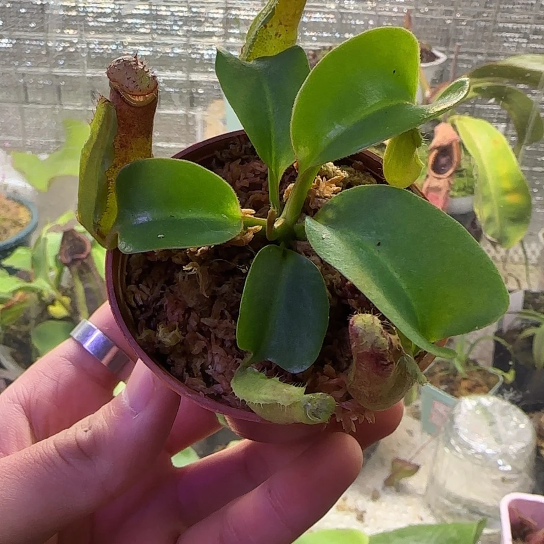 无花朵专拍云雾猪笼草