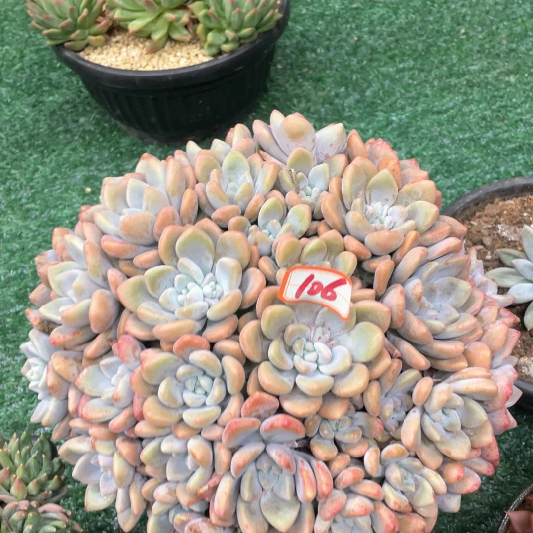 106 一物一拍28包邮非偏远