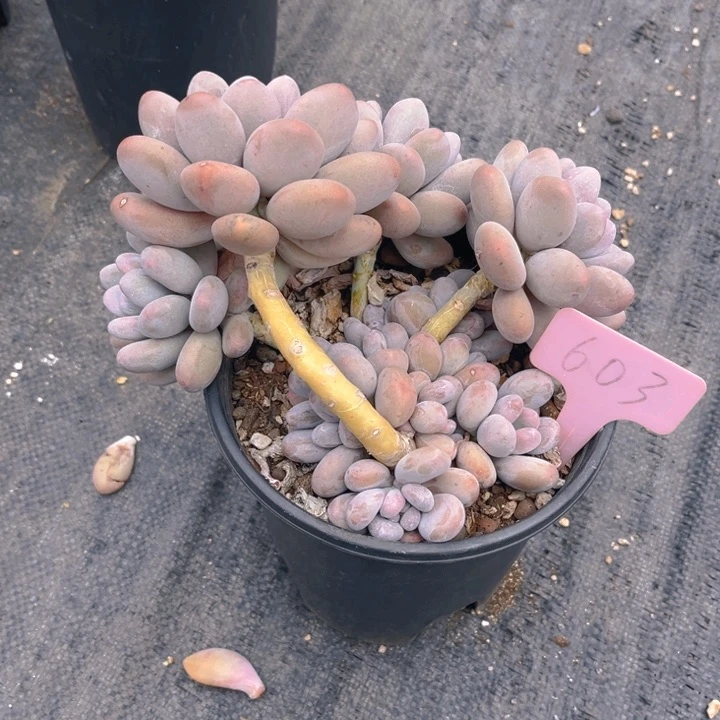 大叶奶多肉植物603