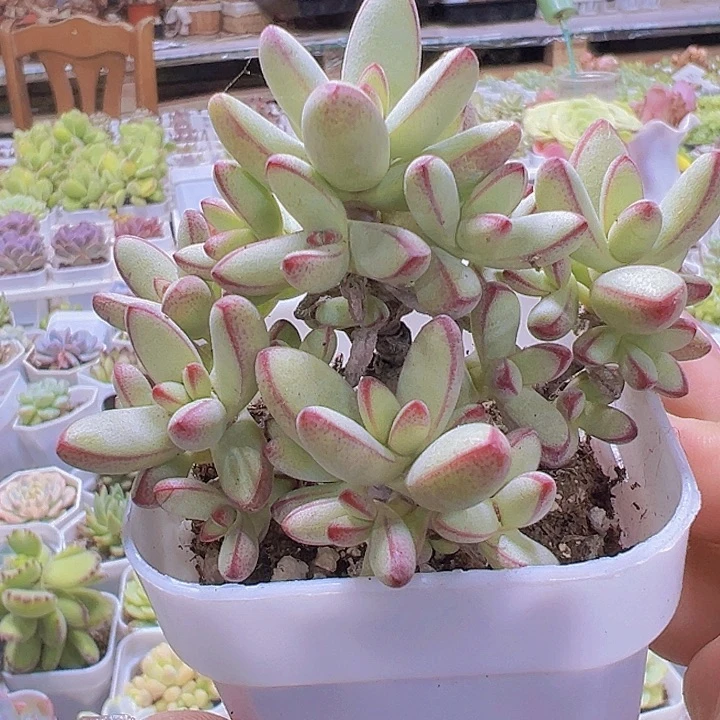 小天狗19包邮脱土发货