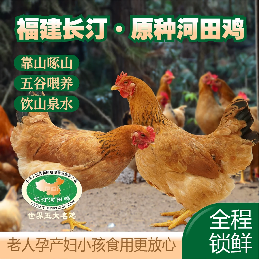 【拍一发二】2只散养200天福建长汀河田小母鸡不土可退净重4.5～5斤