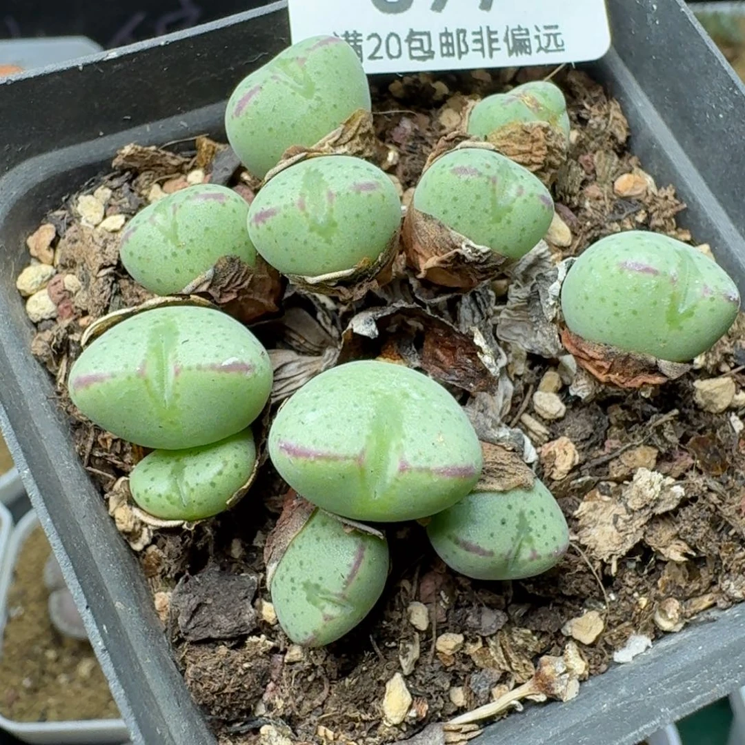 带盆土