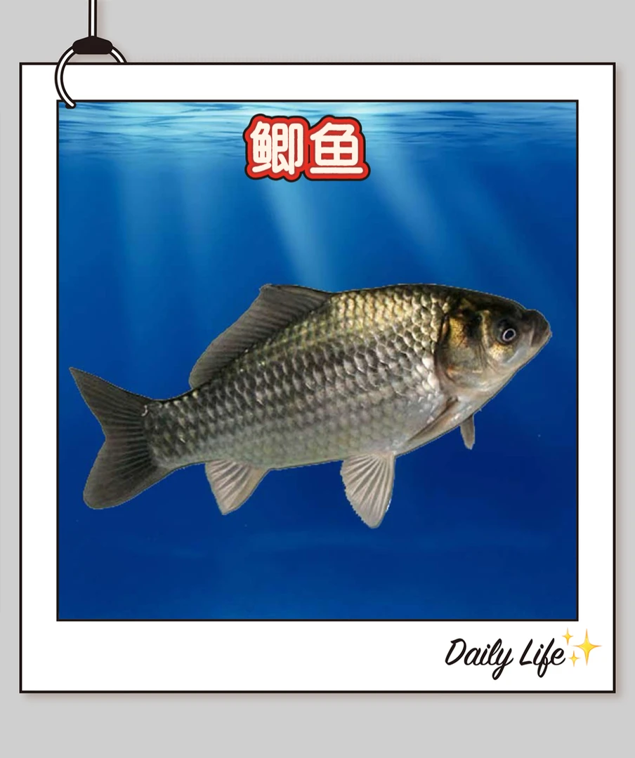 活体淡水鱼中科5号鲫鱼苗观赏水族鱼包邮