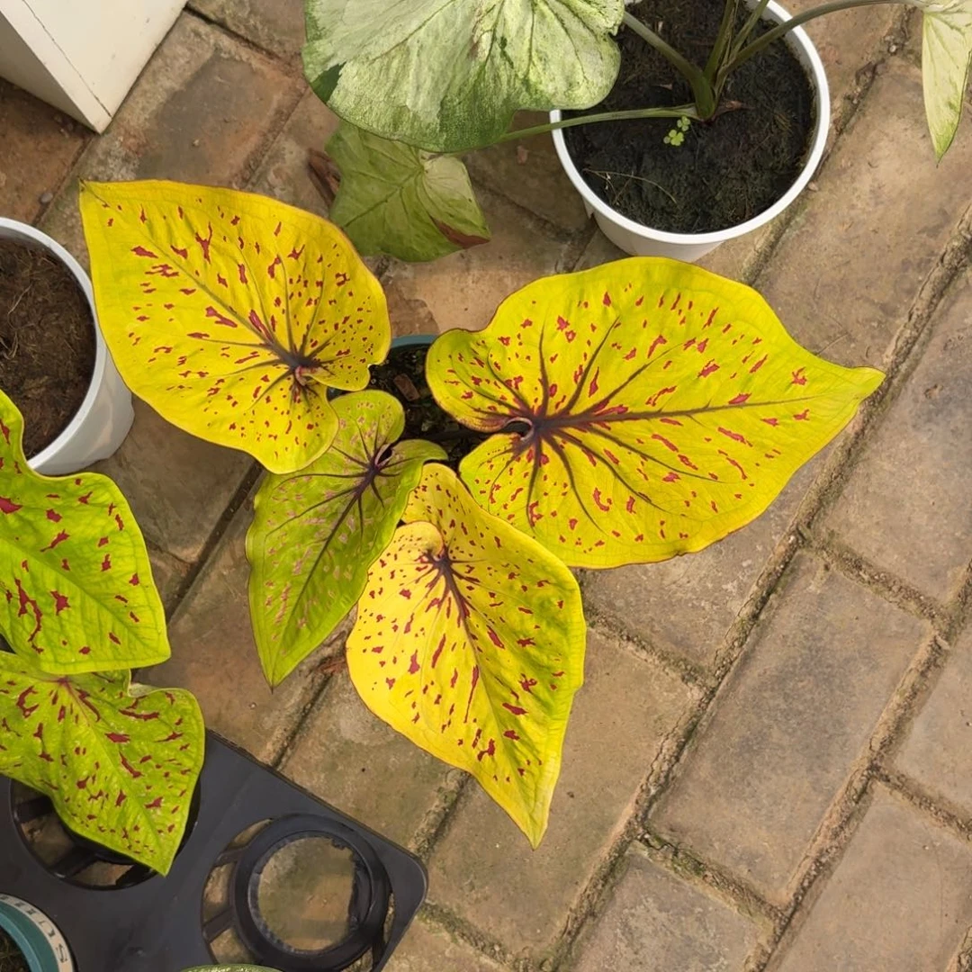 秋香泰国彩叶芋27-1028