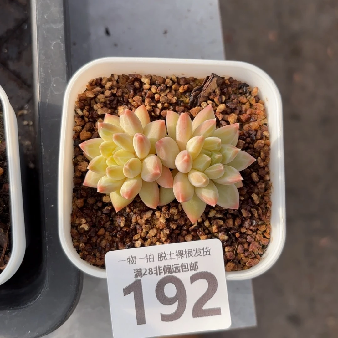 青花瓷无盆土发货