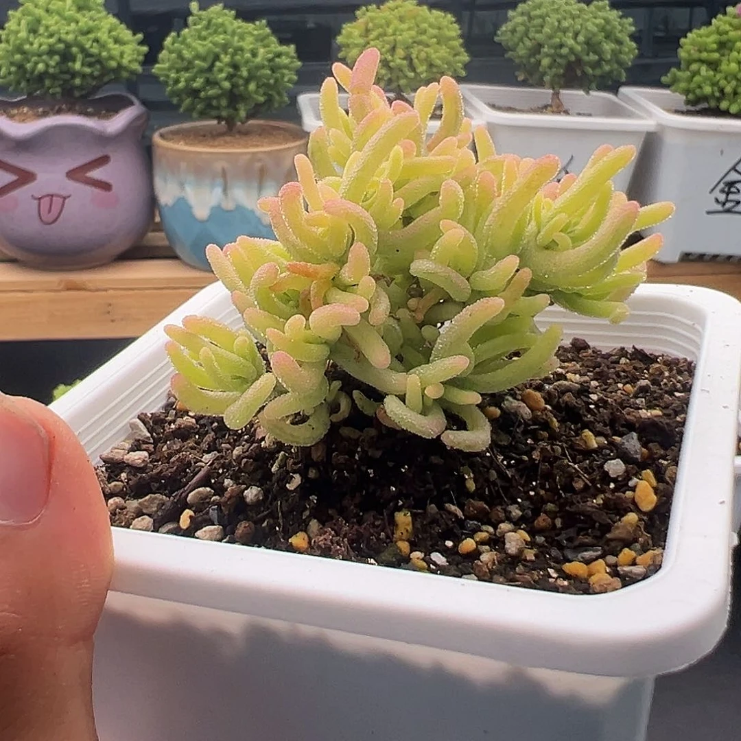 25号荧光兔锦5.10多肉