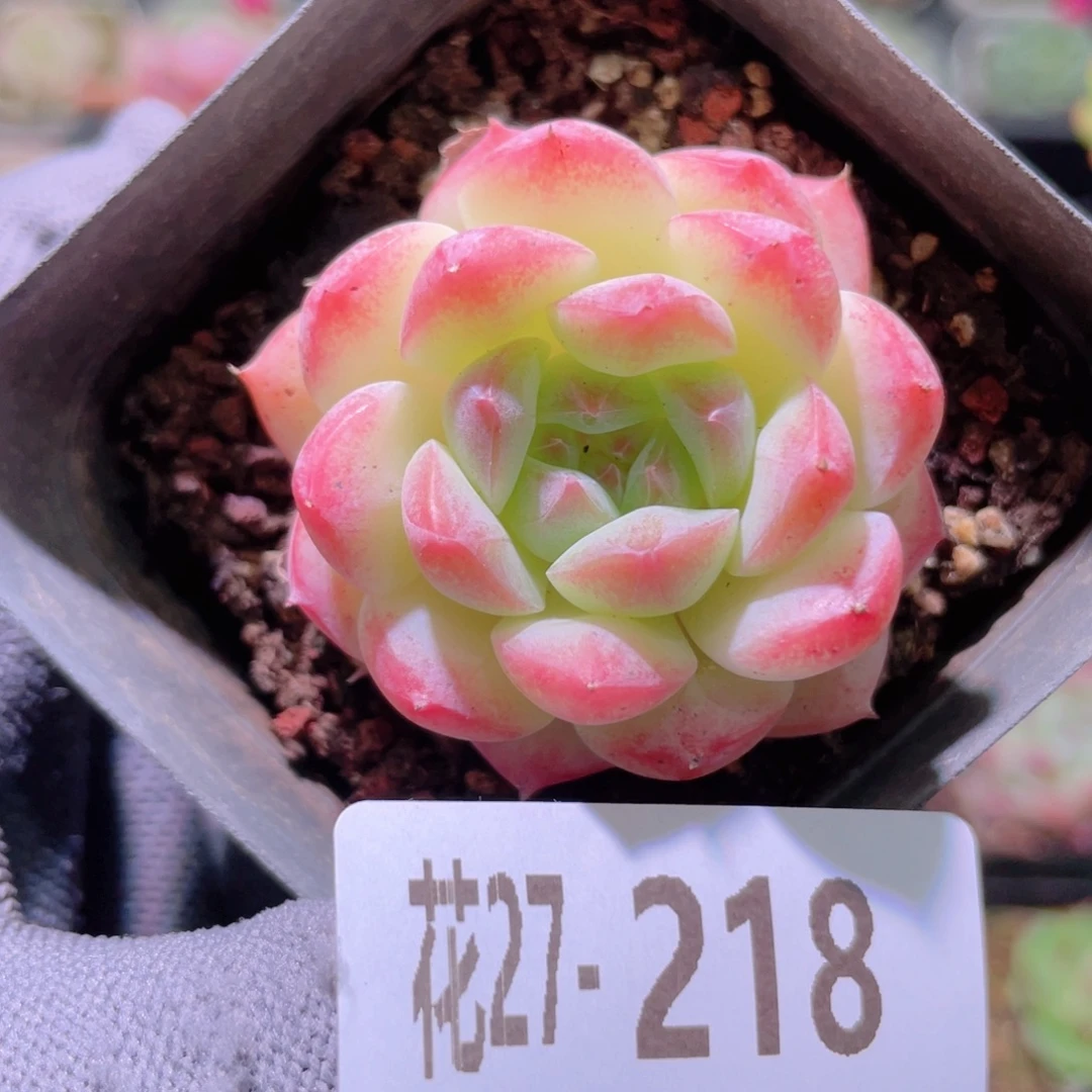 花利美27-218白桃汽水