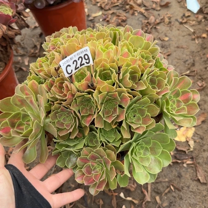 女巫中班……多肉植物……