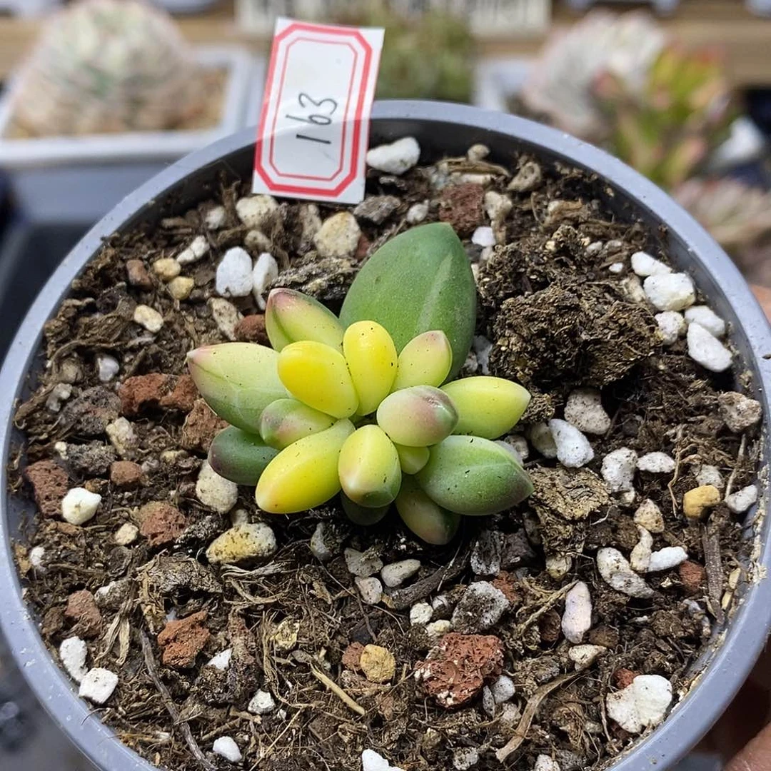 28163 千代田之松锦