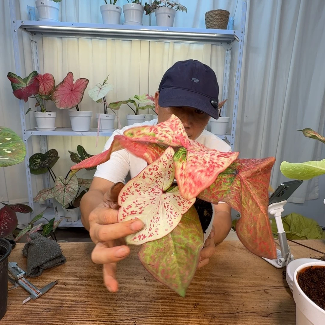 楠***希无花朵米兰   0189