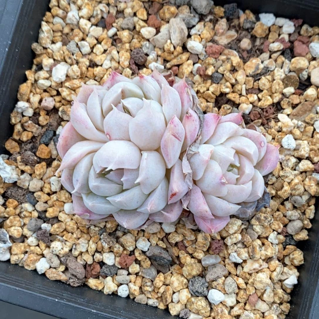 精品多肉一物一拍不包整277