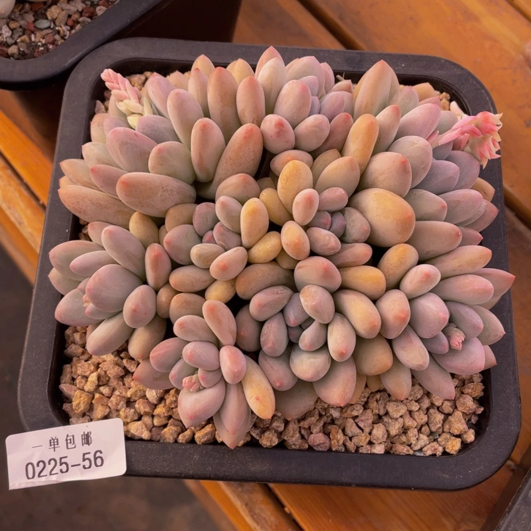 0225-56-香水。。。。。。