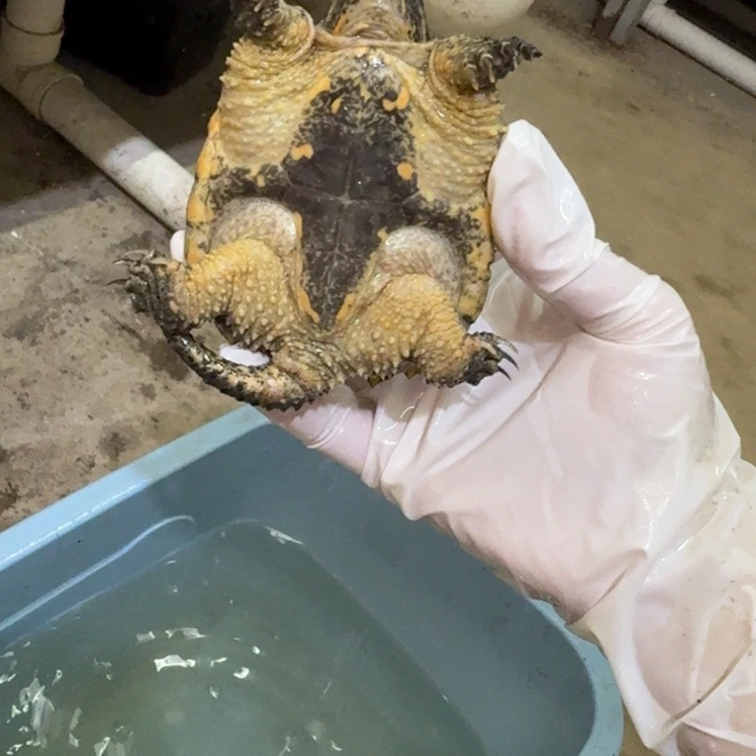 公母搭配小鳄龟编号35