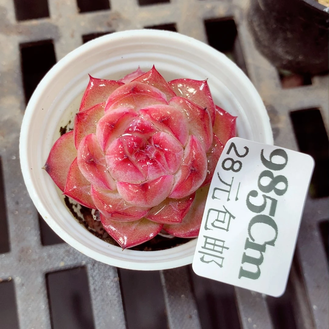 5厘米盆精控多肉985