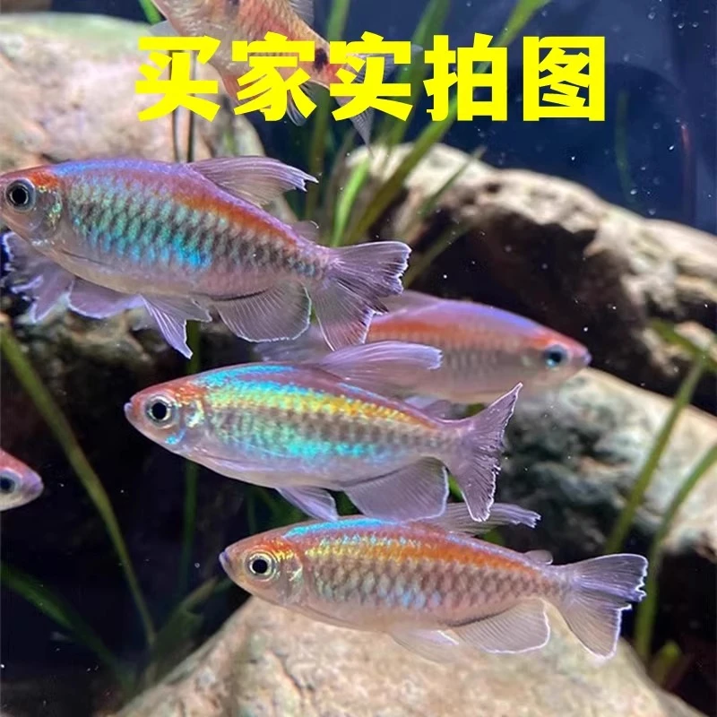 刚果美人公鱼不包售后福袋链接