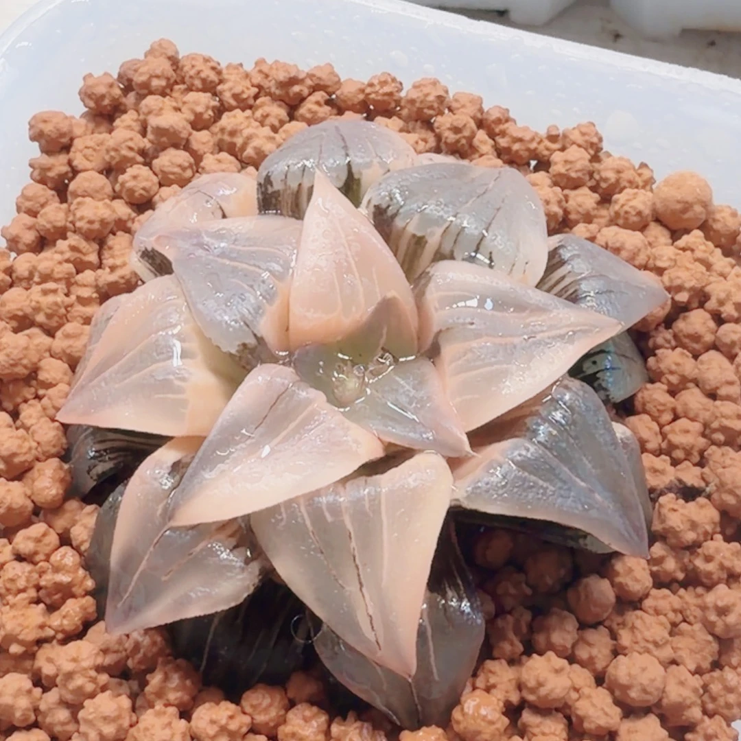 十二卷糊班红纹锦