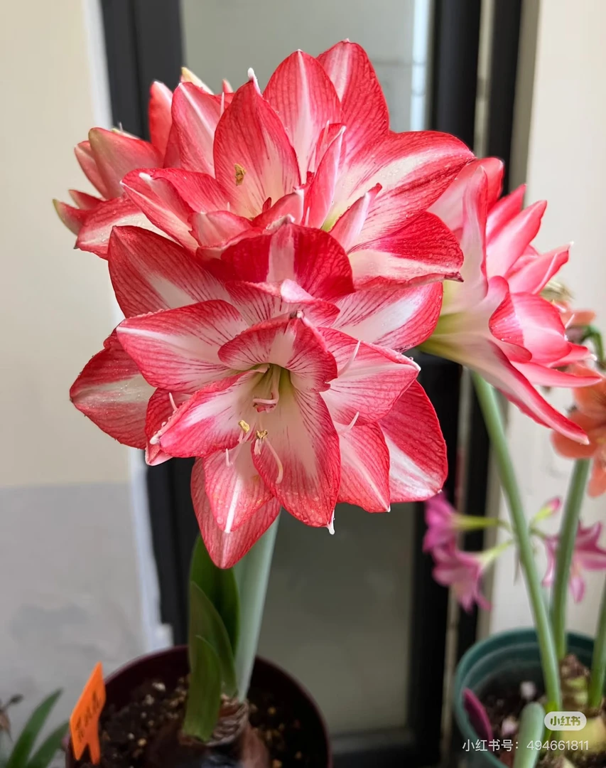 【花孔雀】国产优选自然球重瓣朱顶红种球多年生好种