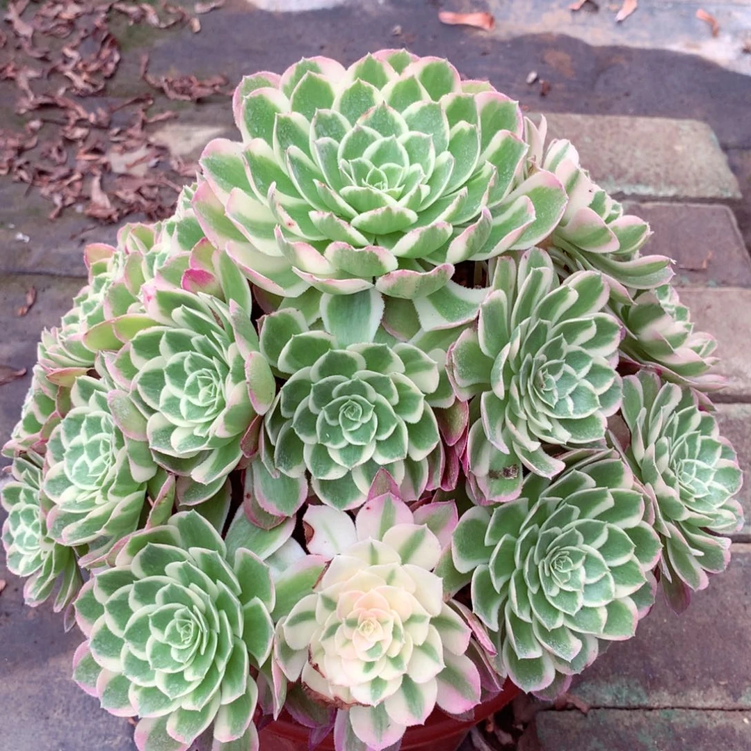 孔雀翎的，多肉植物
