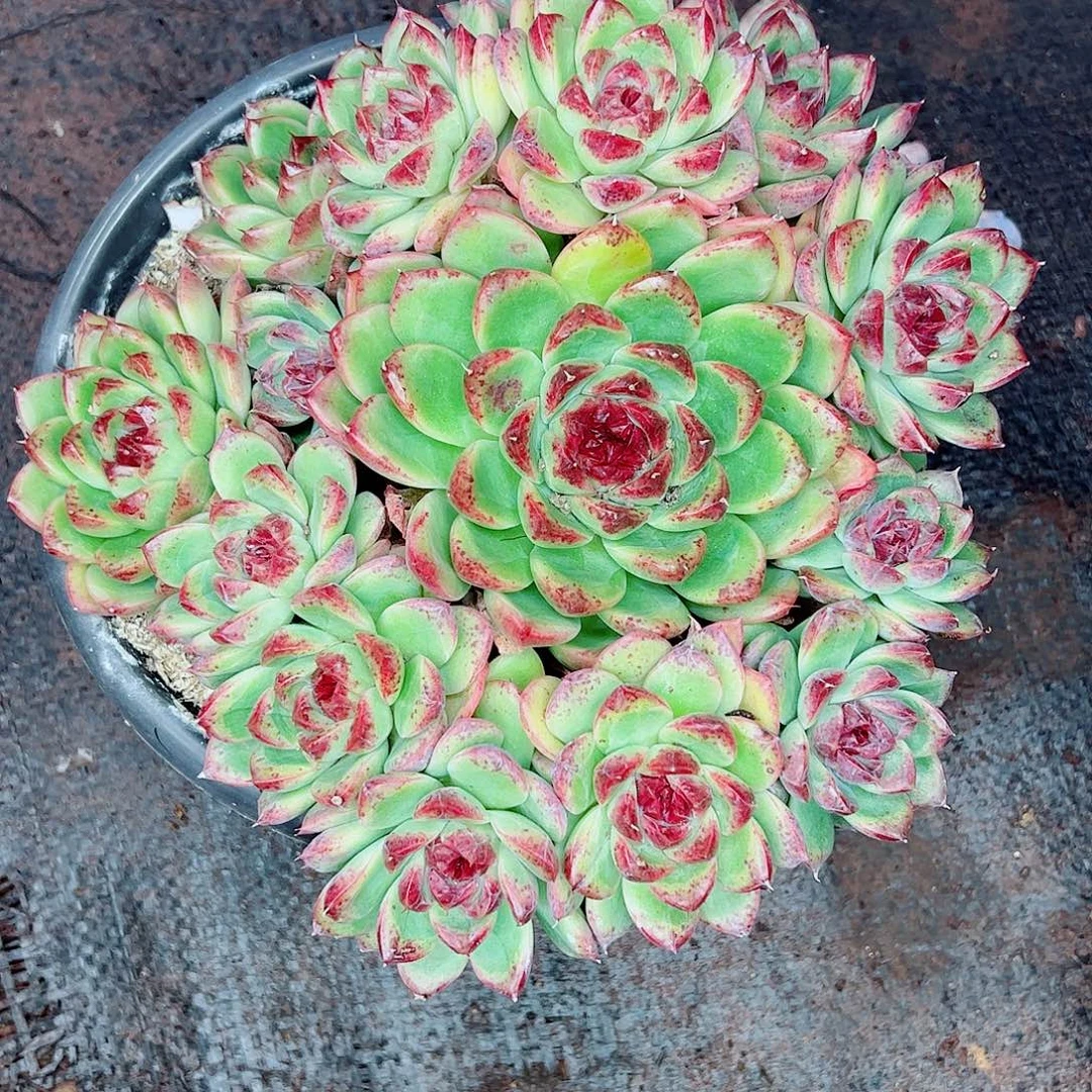 水晶杂手捧一物一拍