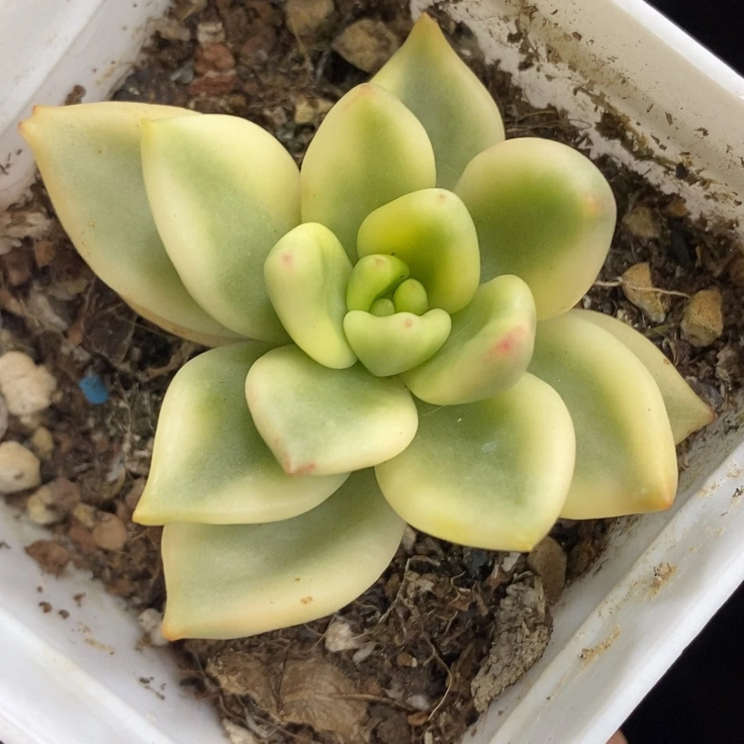 祝之松锦 小方花圃一物一拍