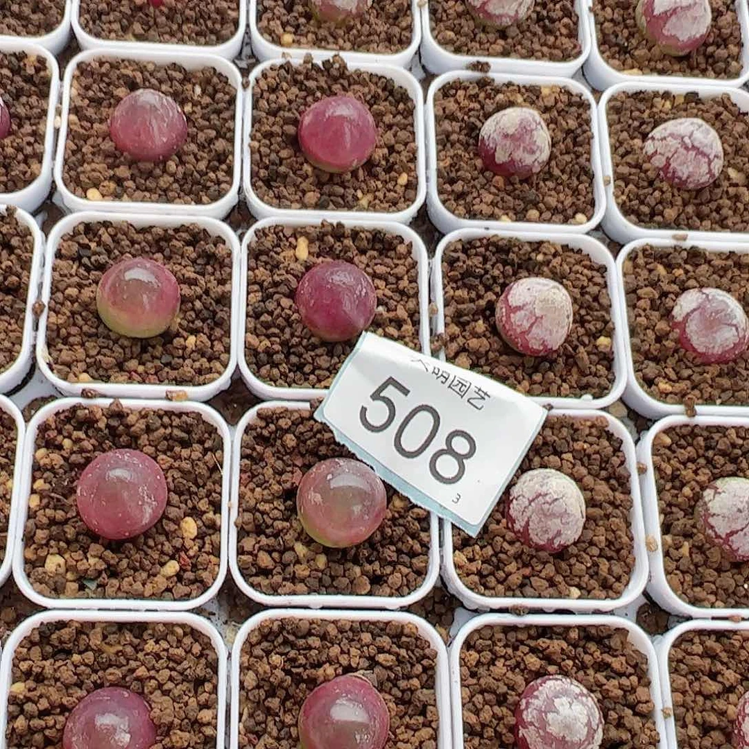 0000508量拍灯泡2颗尺寸1.5上下脱土发