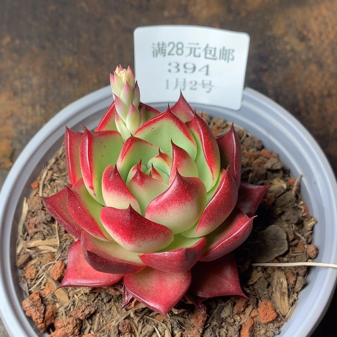 【闪购商品】云394号