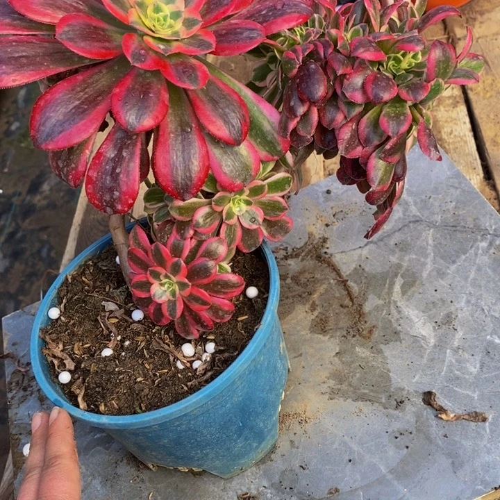 结****灵美杜莎缀化多肉1颗