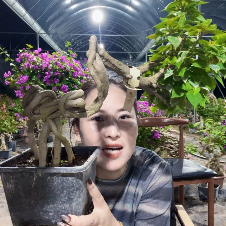 当前无花栽培后可以开花