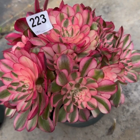 223荔枝23厘米左右