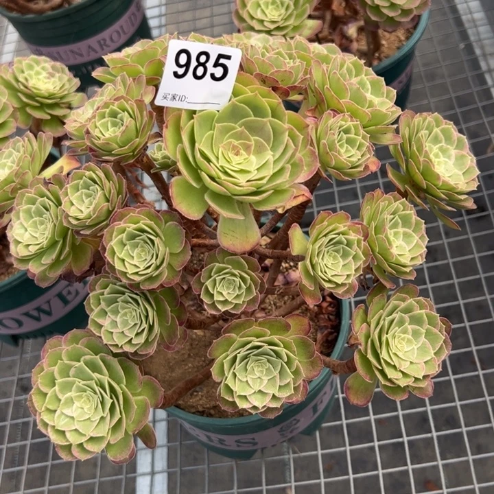 985莲花30厘米有断枝处理