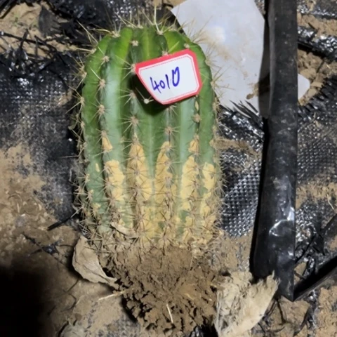 清清13有斑介意勿拍4010