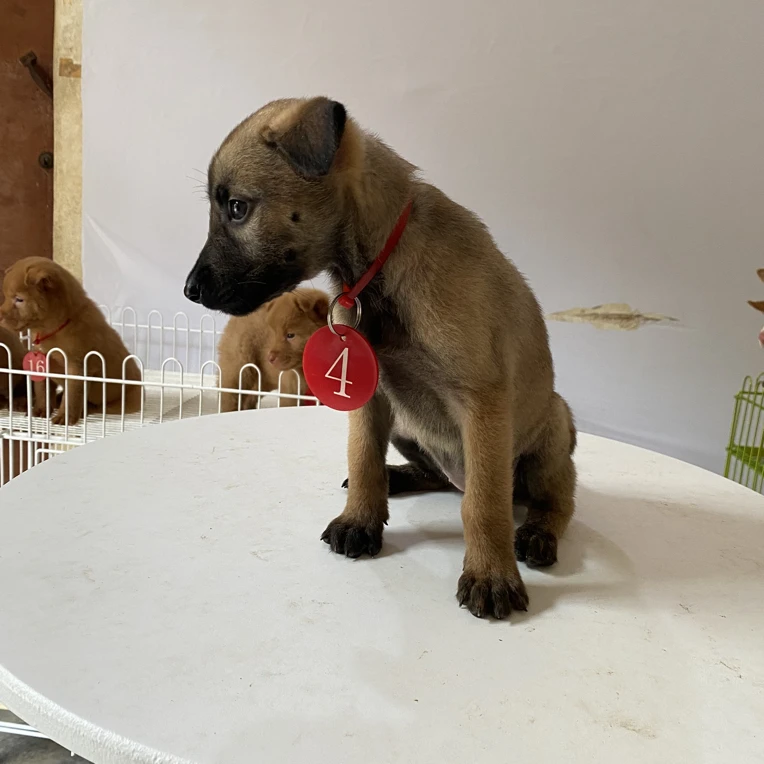 马犬中华田园犬猎犬