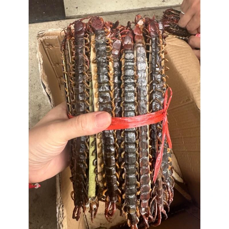广西土货野生蜈蚣 本地大蜈蚣 天龙