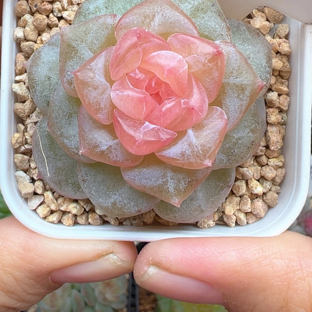 798号朗月风花雪月系列