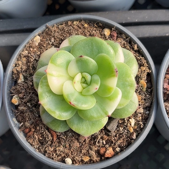 三文鱼锦拉丝花脸多肉