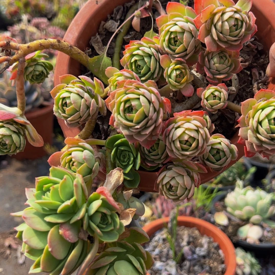 绿蔷薇两盆多肉植物