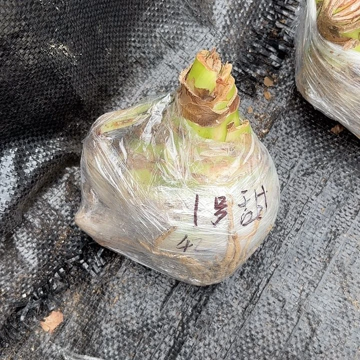 甜蜜大球1号福利出