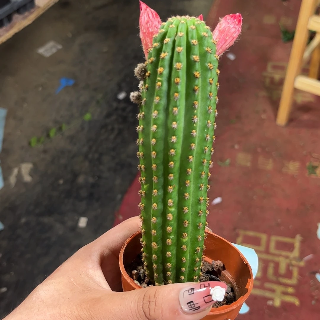 乌***木29024一物一拍单头发货