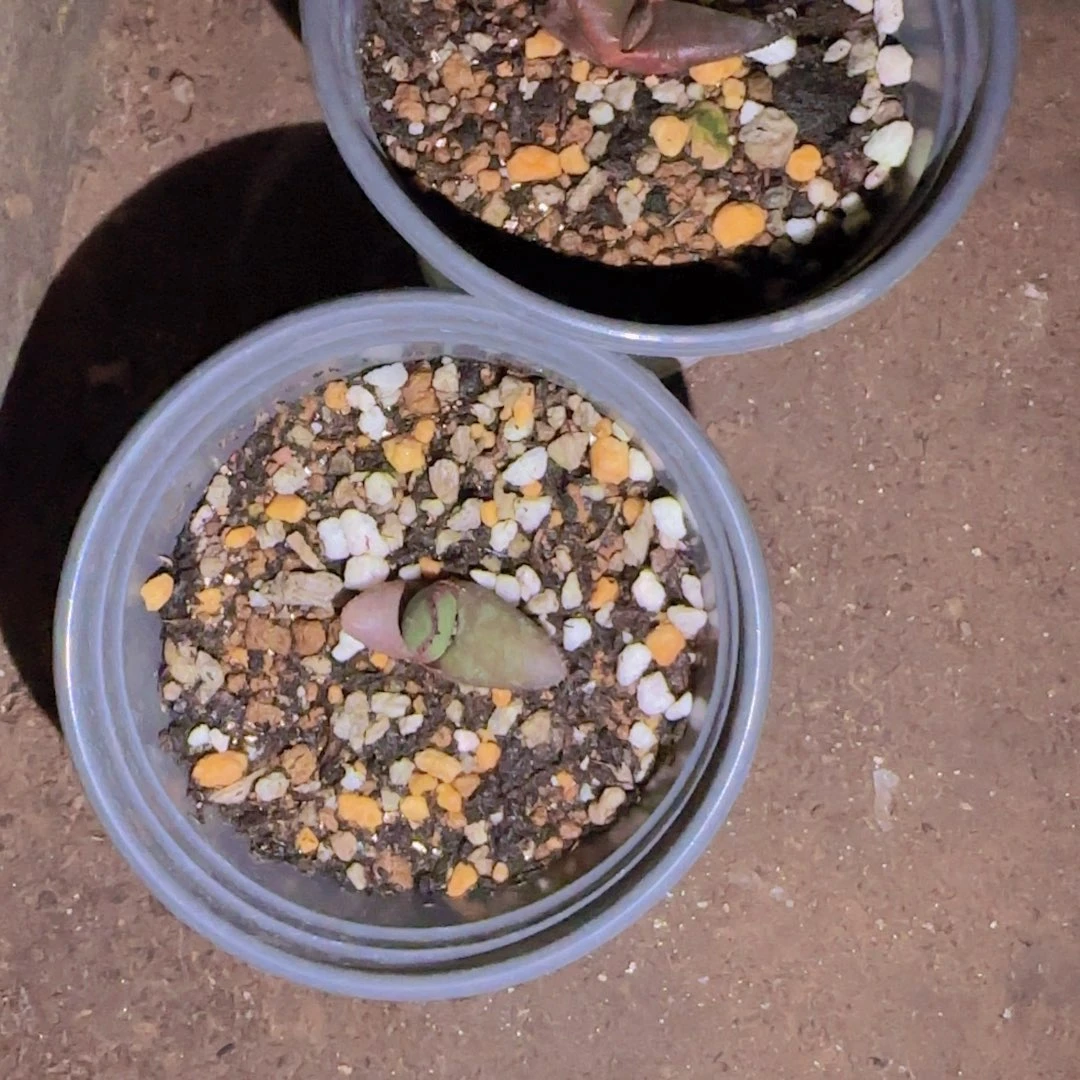 C***哇块根植物块根植物