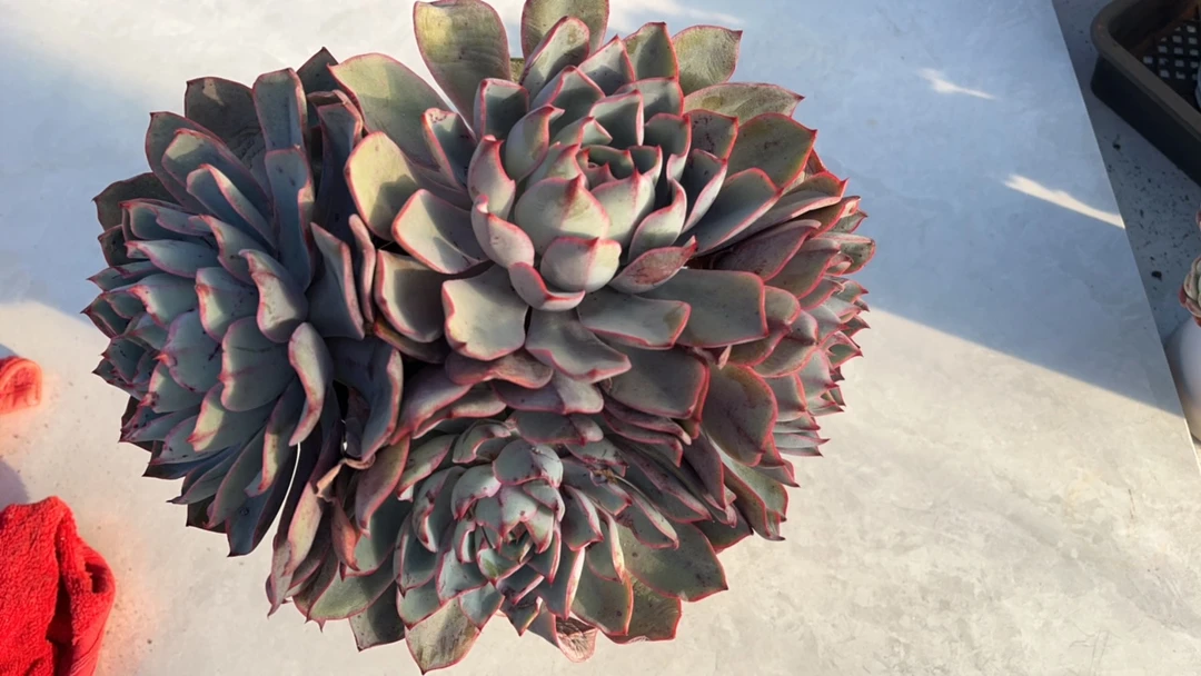 赫拉老桩  多肉植物