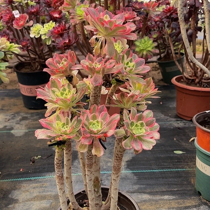 嫁接倾城一物一图5