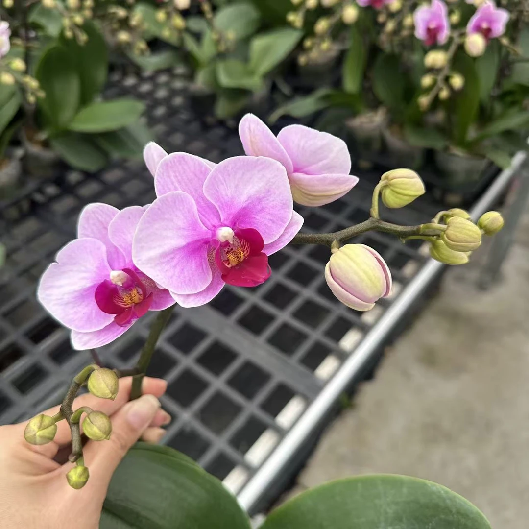 A8【宝贝】爆花蝴蝶兰.送礼鲜花.粉色精品蝴蝶兰