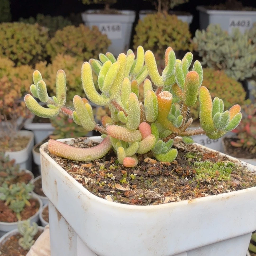 A338琉璃拉丝花花锦