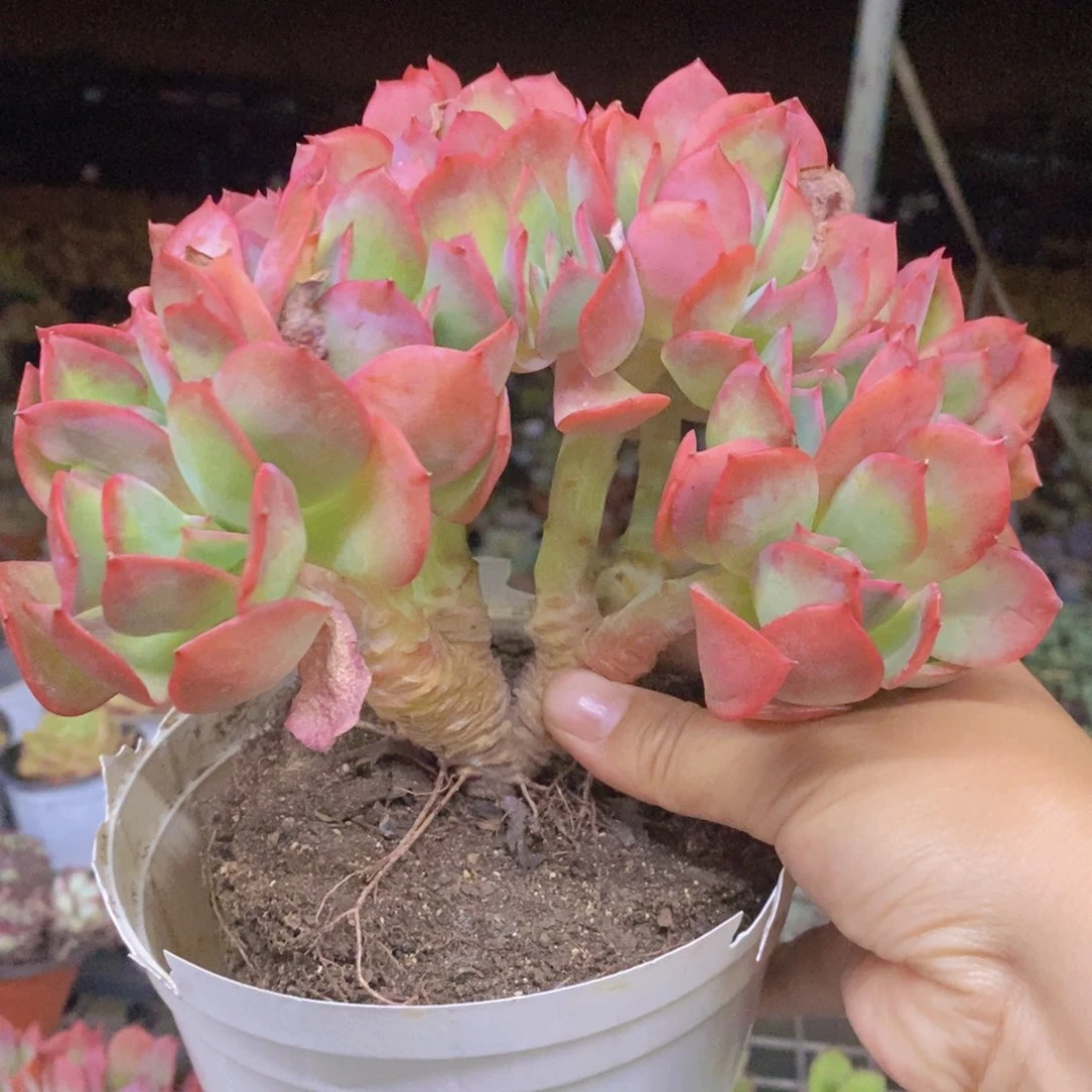 绮罗仙子朵朵缀化