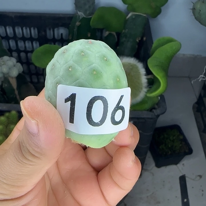 晚***8无花朵无刺习侧芽106