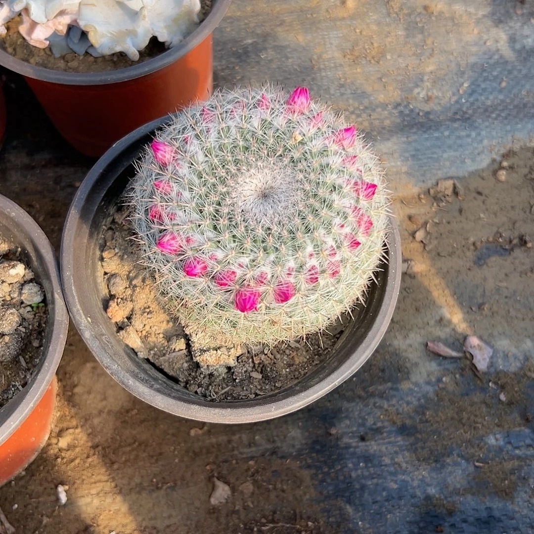 多肉植物玉翁开花