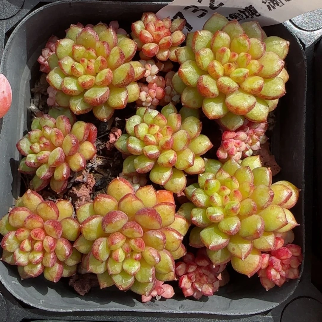 花语逸境0219-732