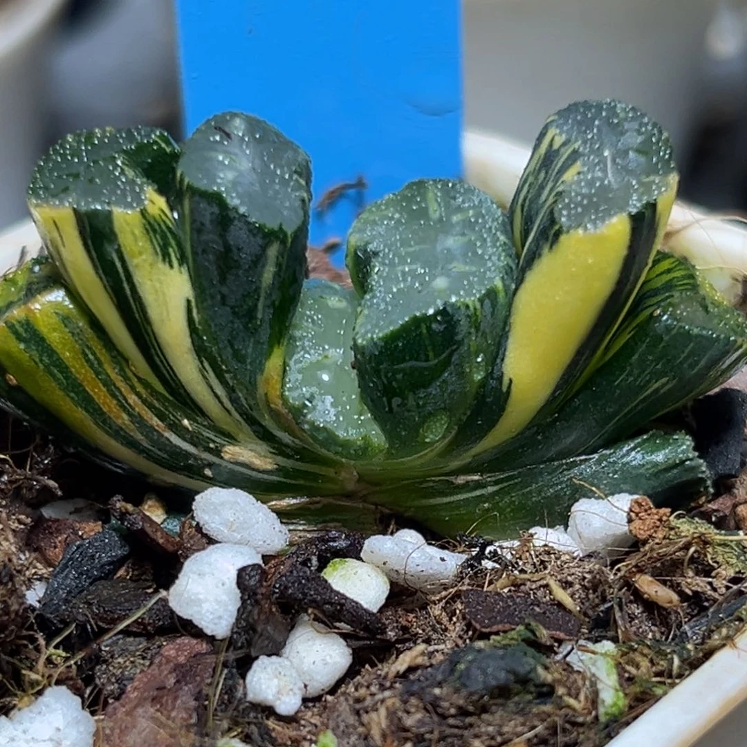 恭喜发财大吉大利0133